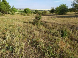 Fototapeta na wymiar Meadow at summer day