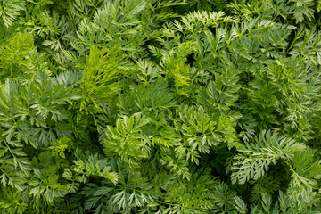 Green carrot tops.Background of carrot leaves. vegetarian