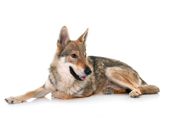 Naklejka na ściany i meble czechoslovakian wolf dog