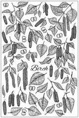 Birch branch with catkins leaves, flowers and seeds. Vector isolated illustration. Black and white style. Sketch elements set.