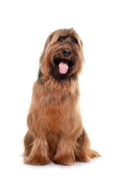 Briard in studio