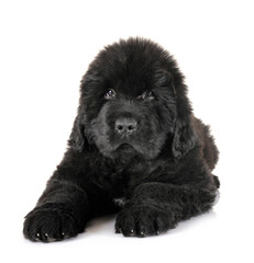 puppy newfoundland dog