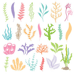 Vector illustration of seaweeds. Sea plants and aquarium seaweed set. Isolated set on white background.