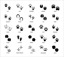 Set of different animals and birds silhouette tracks with description isolated on white background flat vector illustration