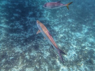 poisson petite terre