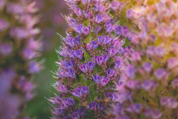 Colorful garden in Santa Cruz, California