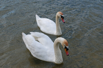 Naklejka premium white swans group on the lake swim well under the bright sun
