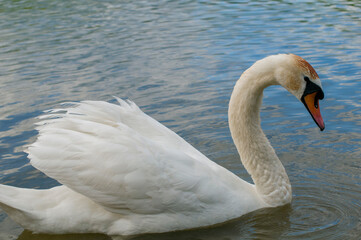 A white majestic swan floats in front of a wave of water. Young swan in the middle of the water. Drops on a wet head.