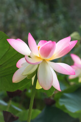 Pink Lotus (Nelumbo) flowers in the water. Lotus close-up. Pink lotuses are delicate and beautiful flowers, a sacred plant.