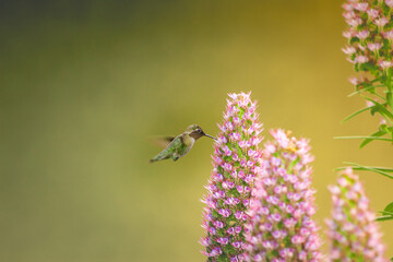 Hummingbird in colorful garden in Santa Cruz, California