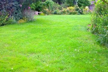 Beautiful, green backyard lawn background.