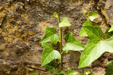Ivy On Stone Wall