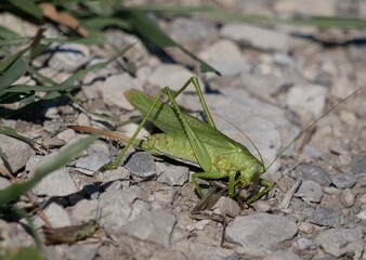 A large green female tailed grasshopper with a long ovipositor sits on a rocky ground against a background of grass and devours a small male. An agricultural pest on a Sunny summer day .