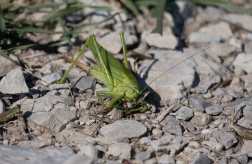 A large green female tailed grasshopper with a long ovipositor sits on a rocky ground against a background of grass and devours a small male. An agricultural pest on a Sunny summer day .