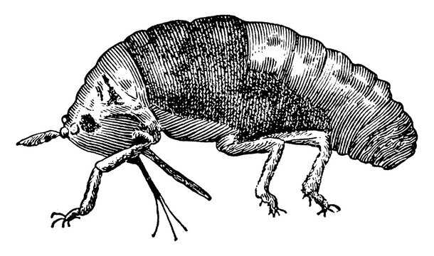 Phylloxera, vintage illustration.