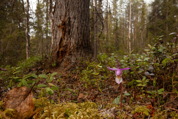 Beautiful and rare Northern flower Calypso orchid, Calypso bulbosa blooming in lush summery taiga forest, Oulanka National Park. 