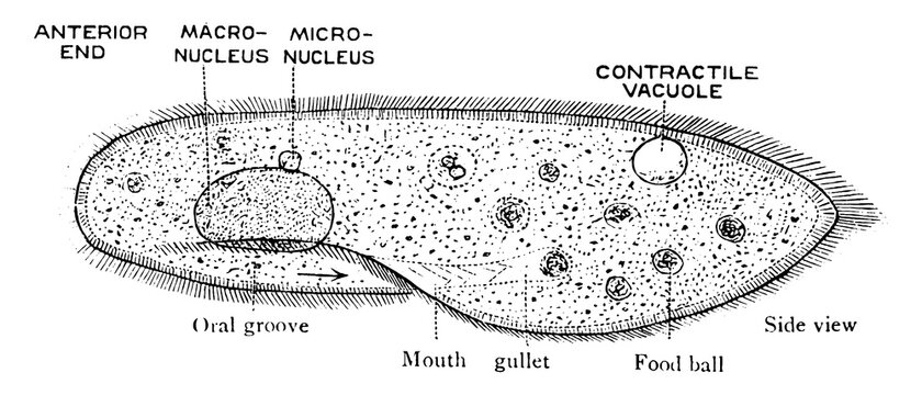 Paramecium, vintage illustration.