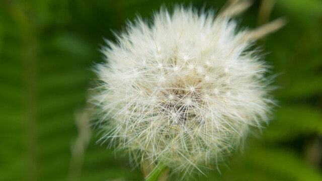 gęsta kula dmuchawca - mniszka lekarskiego (taraxacum officinale)