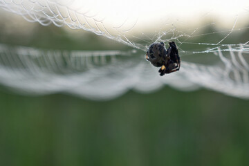 Spider sits on a web in the woods