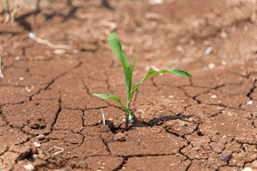 Corn crops suffer as drought continues. Corn field with very dry soil. Dry Corn field in the Turkey. Extreme drought in Adana. Agriculture