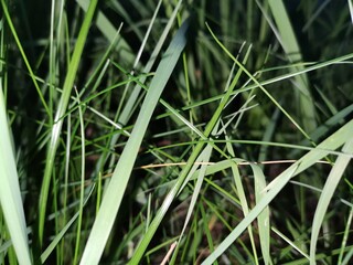 green grass background