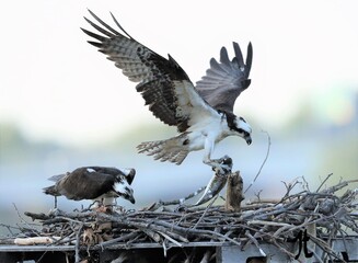 touchdown. Went Alexandria to photograph this Osprey family. Last year there were 3 chicks and this year only one.  It brought the fish at around 7:30pm My wait paid off