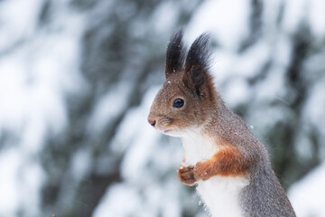 Fototapeta premium Small and cute Eurasian Red Squirrel, Sciurus vulgaris holding paws together during a snowy winter day in Estonian boreal forest. 