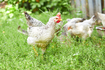 group of young chickens over green grass background. outdoor. chicken farm concept