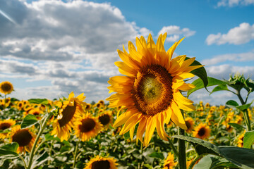 Obraz premium Sunflower in a field of sunflowers under blue sky and beautiful clouds in an agricultural field