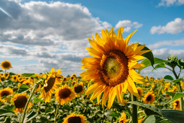 Fototapeta premium Sunflower in a field of sunflowers under blue sky and beautiful clouds in an agricultural field
