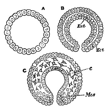 Unilaminar, vintage illustration.