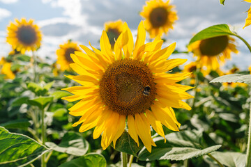 Obraz premium Sunflower in a field of sunflowers under blue sky and beautiful clouds in an agricultural field