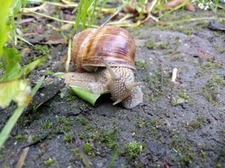 Ślimak winniczek © Piotr