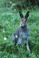 A portrait of a curious Mountain hare, Lepus timidus during summertime in bog in Northern Finland. 