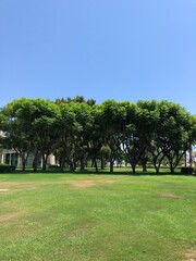 Fototapeta premium trees in the park