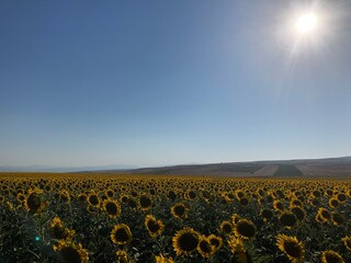 Obraz premium field of sunflowers