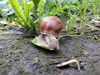 Ślimak winniczek © Piotr