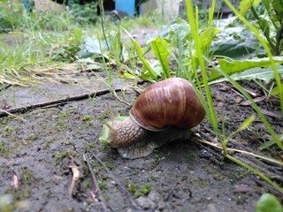 Ślimak winniczek © Piotr