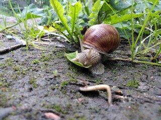 Ślimak winniczek © Piotr