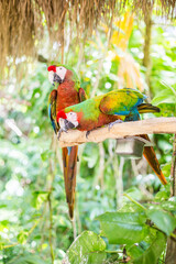 Miami, Florida / USA- May 26, 2019: Colorful Macaws true Parrots on a stick outdoors at Parrot Jungle park on Watson Island.