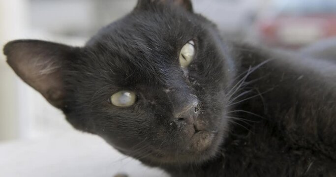 An ill, black street cat face portrait. Sad animal on road, sleepy and tired homeless animal portrait.
