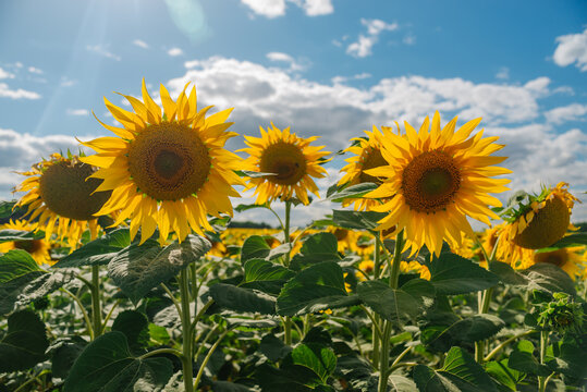 Sunflower in a field of sunflowers under blue sky and beautiful clouds in an agricultural field