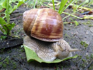 Ślimak winniczek © Piotr