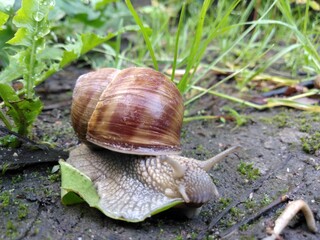 Ślimak winniczek © Piotr