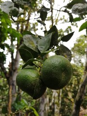 MANDARINA