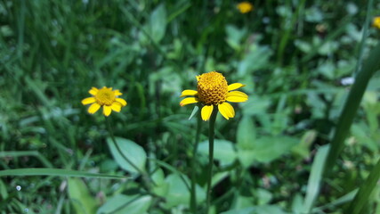 Flor amarilla silvestre yellow flower