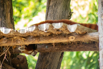 Red panda sleeping in tree with tongue out on at hot day at the St. Louis, Missouri Zoo