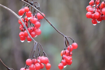 Kalina koralowa (Viburnum opulus L.) 