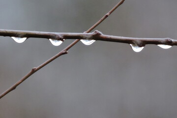 Po deszczu w kroplach rosy i deszczu © Iwona