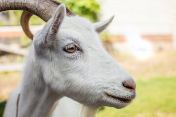 Goat in farm with blured background, Russia